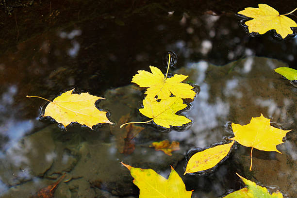 leaves floating in the water