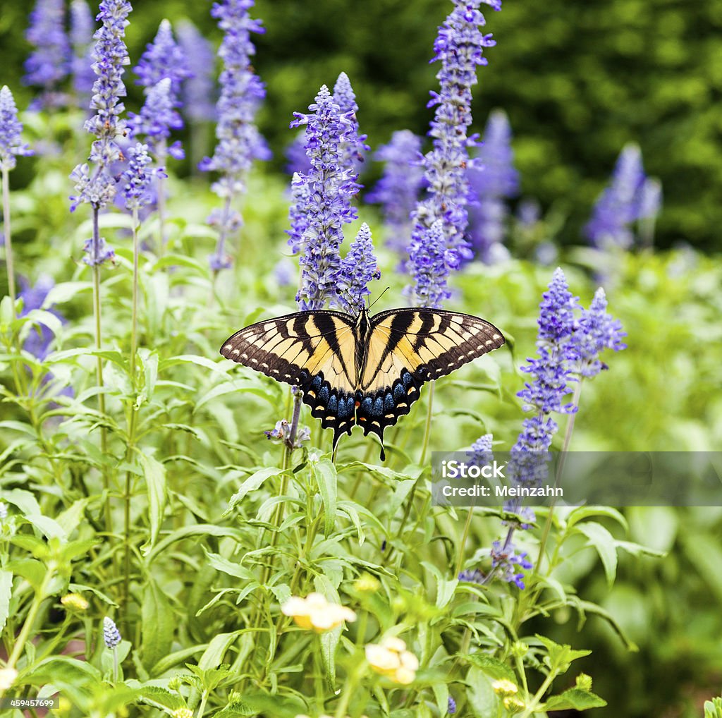 Borboleta na Verde natureza - Foto de stock de Asa animal royalty-free