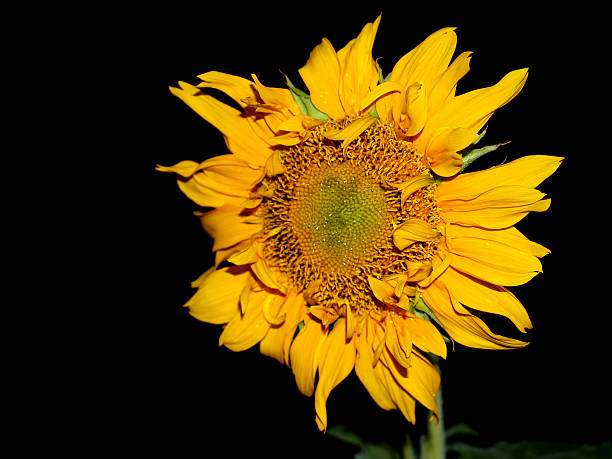 istock Beautiful landscape  Sunflower Field 459457967