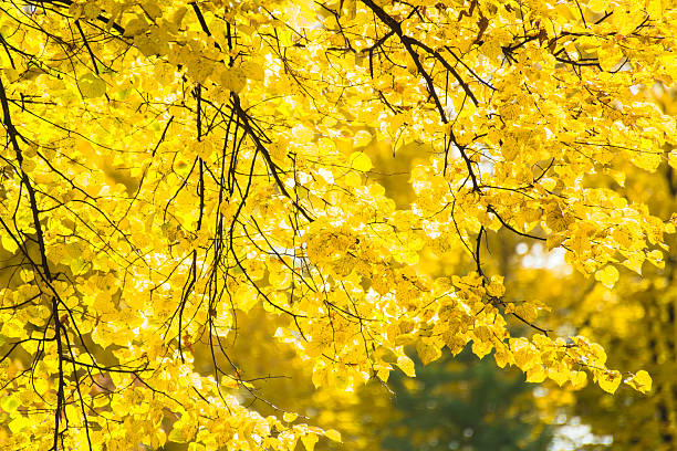 Beautiful Colorful Autumn Leaves