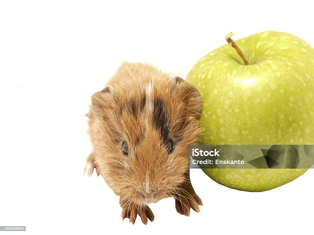 Морская свинья и яблоком - Стоковые фото Автоперевозка роялти-фри