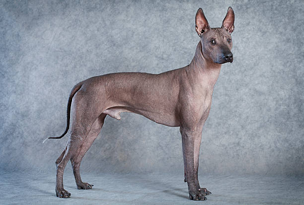 istock Xoloitzcuintle dog, eighteen months old 459460595