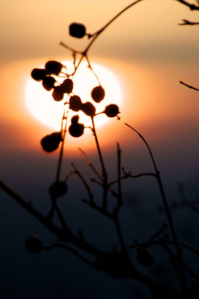 istock Hawthorn twig on the sunset background 459463745