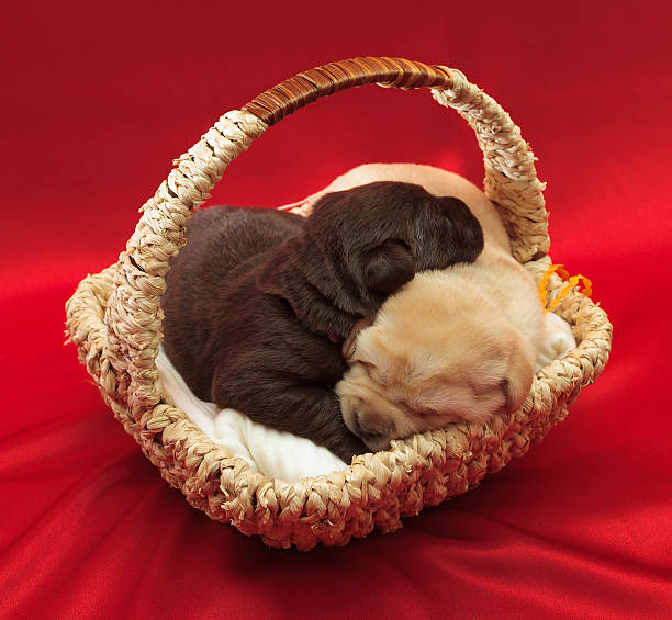 istock chocolate and yellow labrador retriever puppies 459464259
