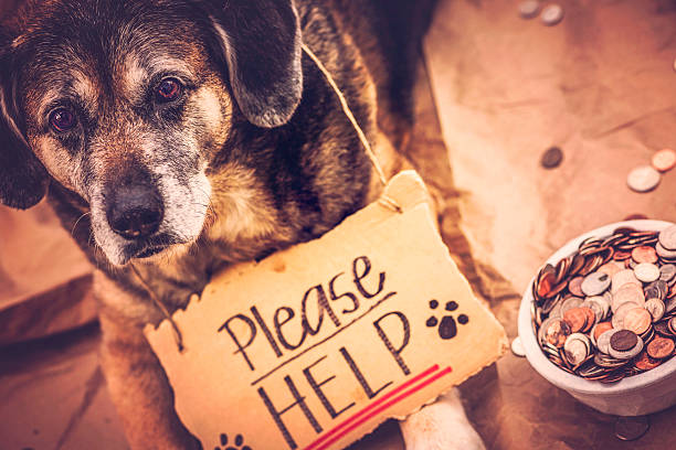 istock Homeless and Hungry Dog Begging for Help 459464855
