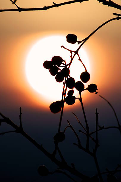 istock Hawthorn twig on the sunset background 459465953