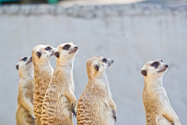 istock Portrait Of  Meerkat  Background 459467147