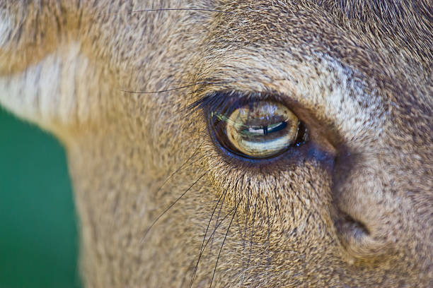 oko z deer - brow antlered deer zdjęcia i obrazy z banku zdjęć