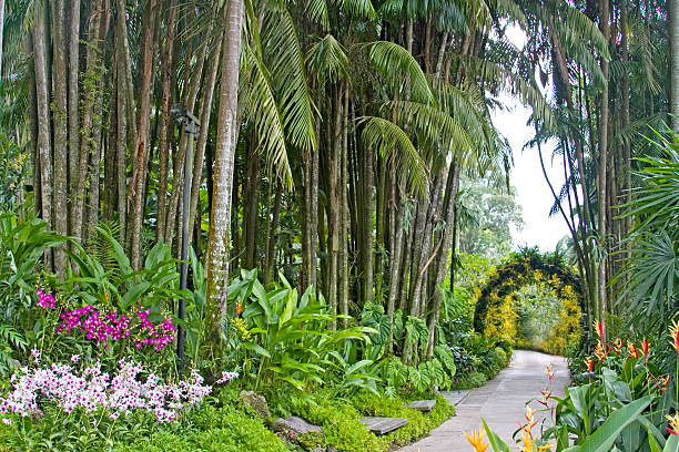 istock National Orchid Garden, Singapore. 459469229