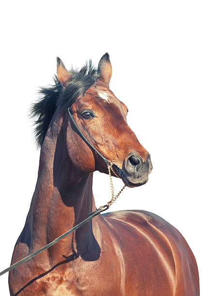 istock beautiful bay  horse isolated at white 459469557
