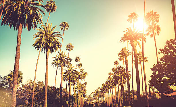 strahlenden sonnenschein über palmen - southern california palm tree beverly hills california california stock-fotos und bilder