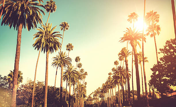 Sun shining on palm trees sunset blvd on los angeles sunset strip stock pictures, royalty-free photos & images