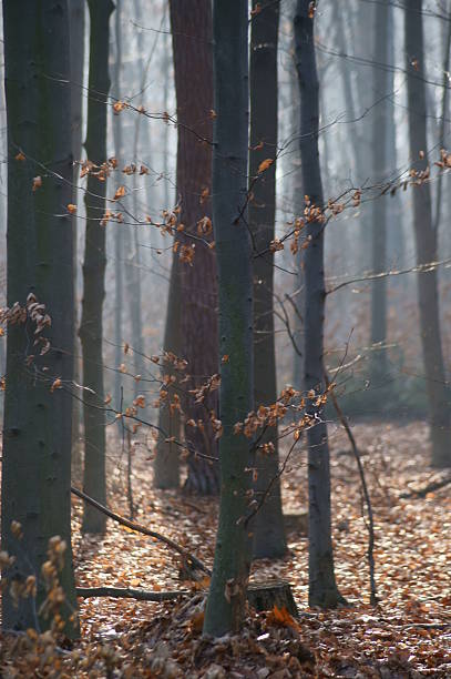 istock Autumn forest of beeches in the mist. 459471893