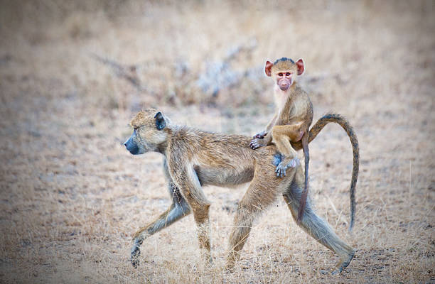 yellow baboon with baby yellow baboon mother with its baby on the back walking through the savannah in east africa - national park selous game reserve in tanzania baboon stock pictures, royalty-free photos & images