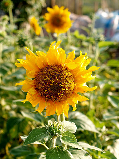 istock Beautiful landscape  Sunflower Field 459493875
