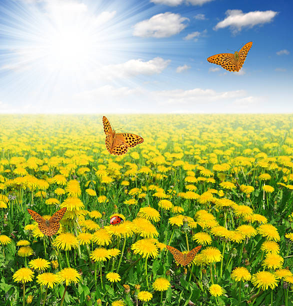 istock dandelions with butterflies 459499859