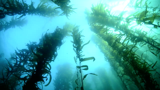 Swaying kelp