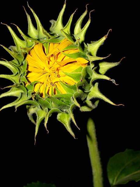 istock Beautiful landscape  Sunflower Field 459502089