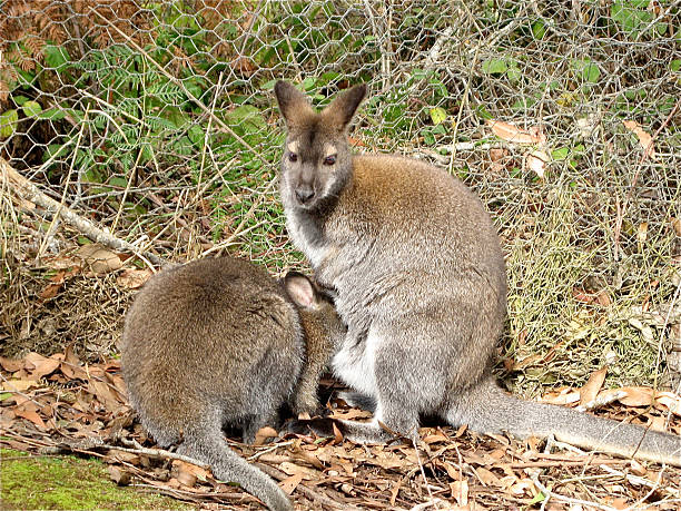 infirmières joey - joey kangaroo young animal feeding photos et images de collection