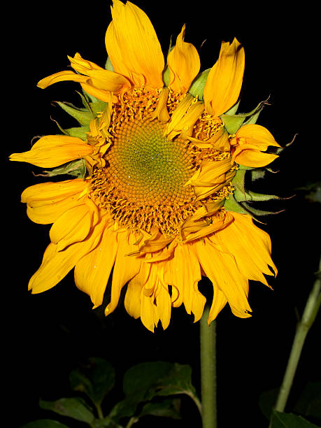 istock Beautiful landscape  Sunflower Field 459504007