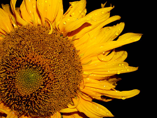 istock Beautiful landscape  Sunflower Field 459504045