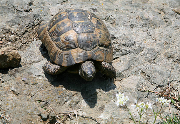 Turtle isolated on a white background