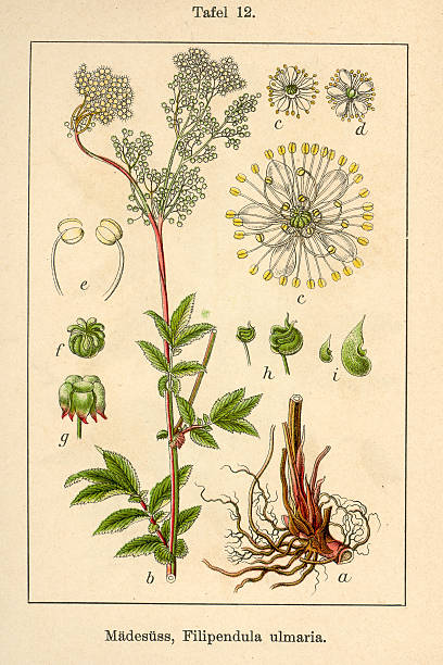 istock Botanic FiA v08 t12 Filipendula ulmaria 459505355