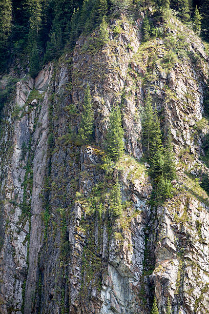 Trees on vertical rock stock photo