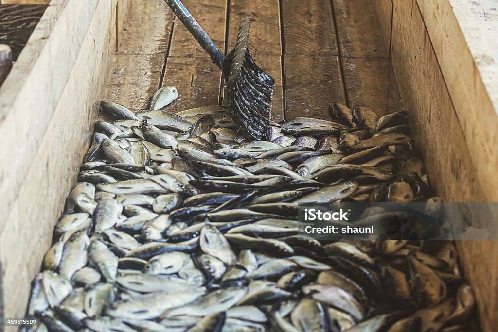 Gaspereau Harvest - Foto stock royalty-free di Animale