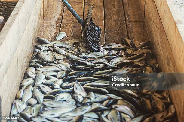 Gaspereau Harvest - Fotografie stock e altre immagini di Animale - Animale, Animale morto, Branco di pesci