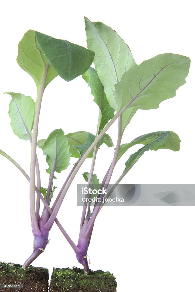 Couve-rábano mudas - Foto de stock de Brassica royalty-free