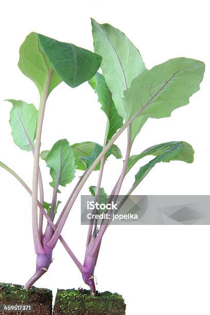 Foto de Couverábano Mudas e mais fotos de stock de Brassica - Brassica, Couve-rábano, Dois Objetos