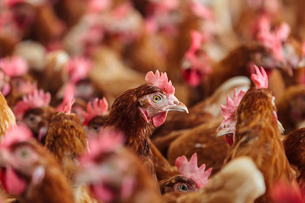 istock Curious brown hen on an organic chicken farm 459519177