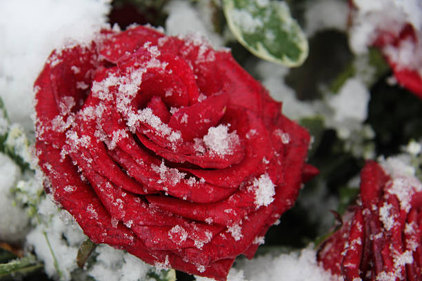 istock Red rose in the snow 459519465