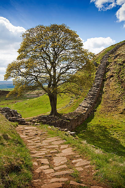 istock Sycamore Gap on Hadrian's Wall 459519515