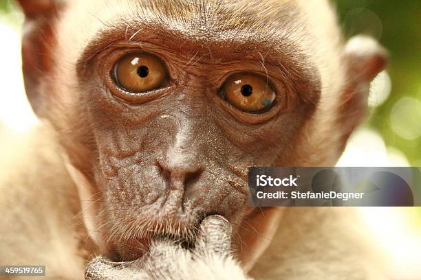 Foto de Macaco Jovem Malásia e mais fotos de stock de Animal - Animal, Animal selvagem, Curiosidade