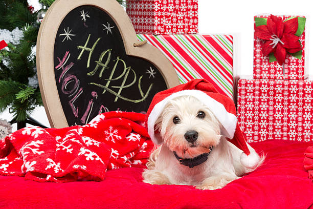 westie no chapéu de natal - christmas quilt blanket green imagens e fotografias de stock