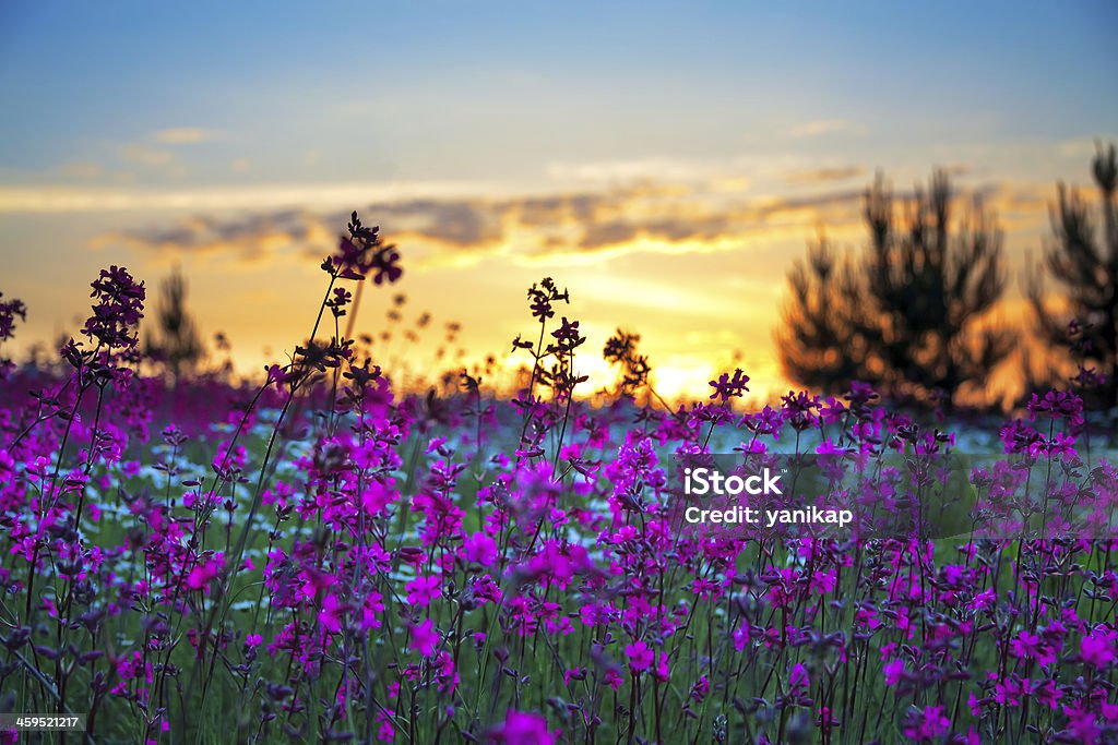 Sommer Sonnenaufgang über eine blühende meadow - Lizenzfrei Baum Stock-Foto