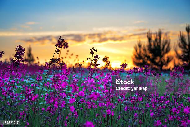 Sommer Sonnenaufgang Über Eine Blühende Meadow Stockfoto und mehr Bilder von Baum - Baum, Baumblüte, Blatt - Pflanzenbestandteile