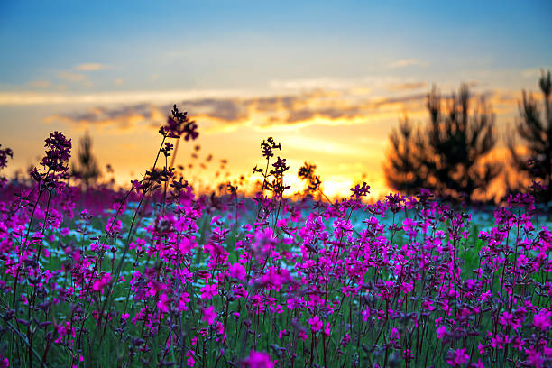 beautiful summer sunrise over a blossoming meadow