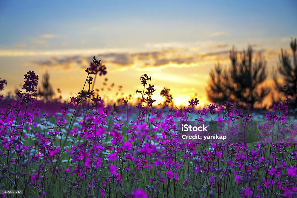 summer sunrise over a blossoming meadow beautiful summer sunrise over a blossoming meadow Agricultural Field Stock Photo