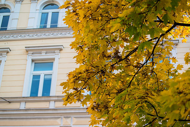istock Beautiful Colorful Autumn Leaves 459524659
