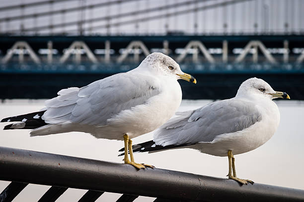 istock Seagulls at  Brooklyn Bridge Park 459526177