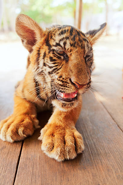 istock Baby tiger in Thailand 459526777