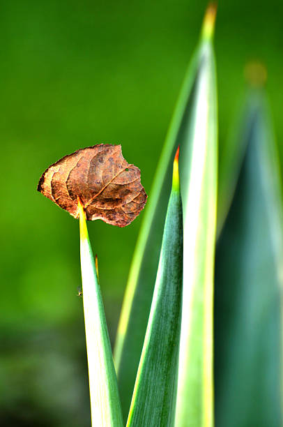 istock Beauty in nature 459527007