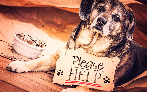 istock Homeless and Hungry Dog Begging for Help 459527013