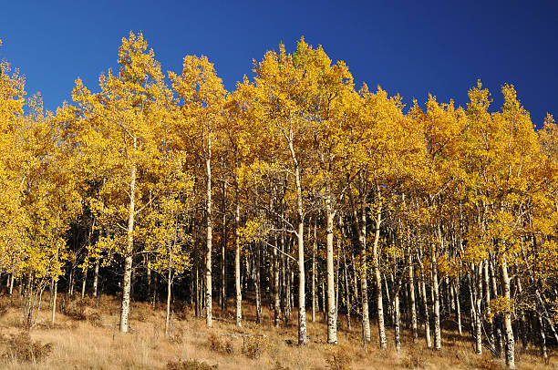 istock Grove of Fall Aspen Trees Autumn Leaves 459537421