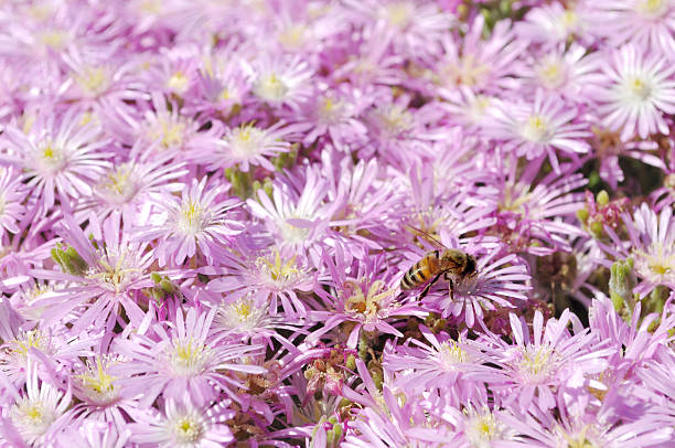 A honey bee is pollinating an ornamental flower bed of pink asters.