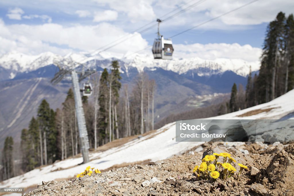 Yellow flowers on ski slope Photo of yellow flowers on ski slope. You can see cable car behind it.  Cable Car Stock Photo