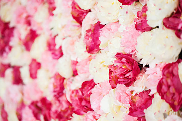 istock background full of white and pink peonies 459558699